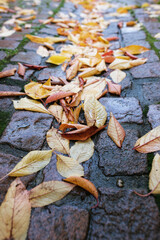 Herbstlaub auf einem Weg