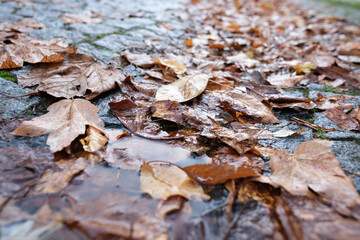 Herbstlaub am Straßenrand