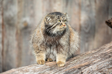 Manul, Wildkatze im Tierpark Berlin