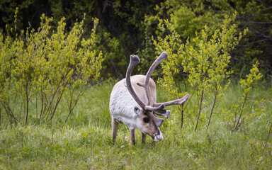 Mighty reindeer with massive antlers grazing in the nature, Finland, Lapland