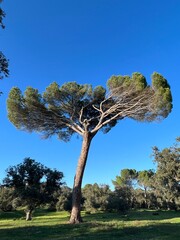 Background green tree blue sky