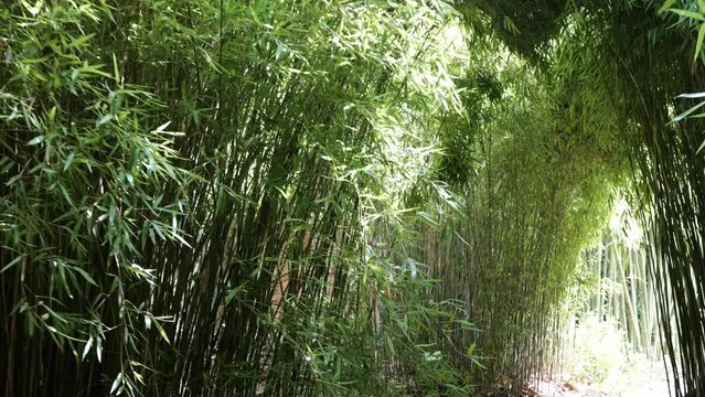 bamboos in a bamboo forest