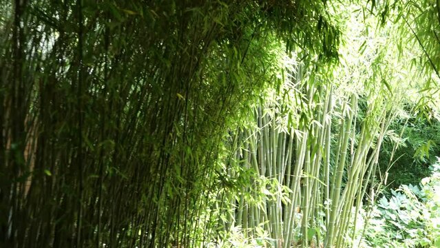 bamboos in a bamboo forest