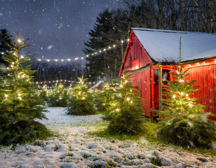 Christmas tree farm at night with glittering lights