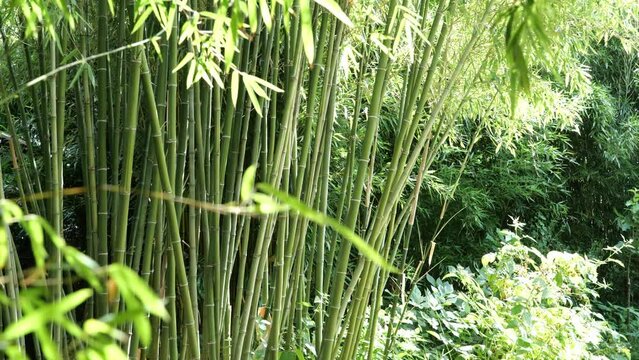 bamboos in a bamboo forest