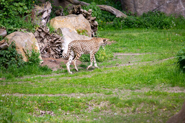 Gepard im Zoo Leipzig