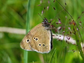 Fototapeta premium butterfly on leaf