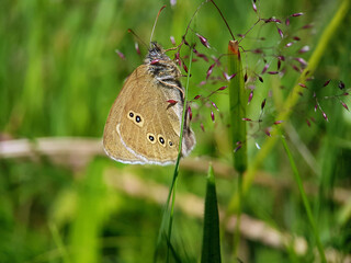 Fototapeta premium butterfly on the grass