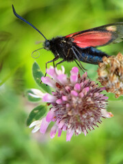 burnet moth on flower