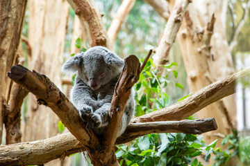 Koala im Zoo Leipzig