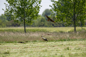 Störche suchen Beute auf frisch gemähtem Feld