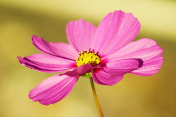 Close-up of a Pink Cosmo Flower in the Sunshine