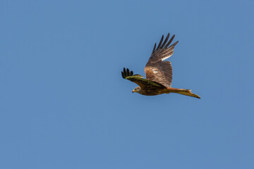 Greifvogel über einem frisch gemähten Feld
