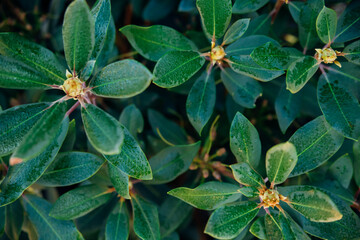 Beautiful background of juicy green leaves. Magnolia flower. Natural texture. Abstract background.