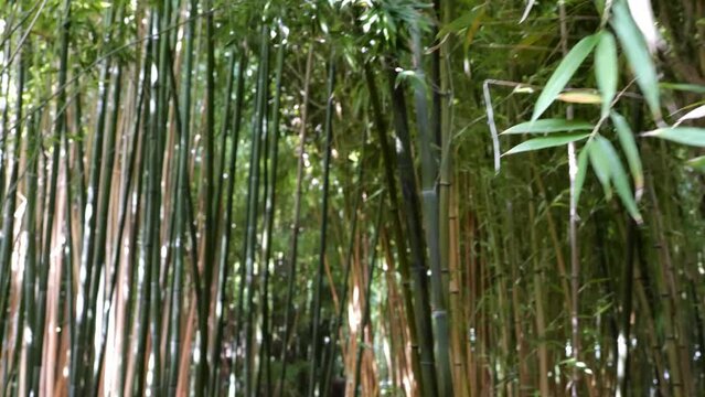bamboos in a bamboo forest