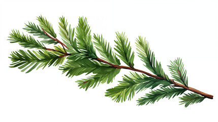 branch of a pine in watercolor style