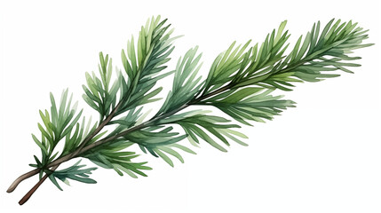 branch of pine in watercolor style