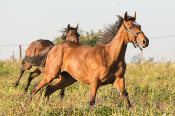 Obraz na płótnie Canvas Horse run in meadow