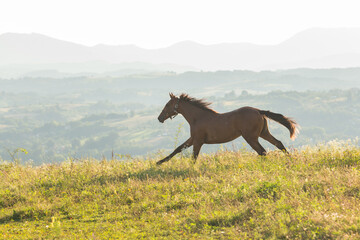 Wild brown horse run in meadow