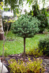 Picea sitchensis сompact, slow-growing evergreen tree, suitable for smaller gardens or landscapes. It retains the characteristic features of the Sitka spruce, such as as the short, blue-green needle