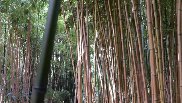 bamboos in a bamboo forest