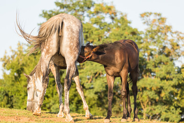 Obraz na płótnie Canvas White horse, breeding brown foal, animal in nature