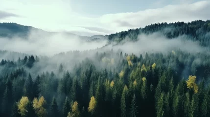  Foggy Autumn Coniferous Forest Landscape aerial view background Travel serene scenic view © Orxan