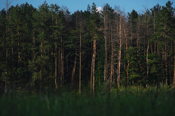 Obraz premium Dark forest. Trunks and branches of high pine trees. Beautiful nature.