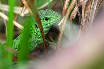 Green lizard in the grass. Reptiles in their habitat. Protection of Nature. Wild animals of Europe.