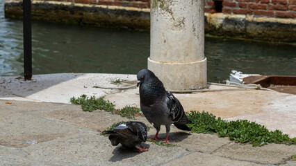 Obraz premium Two pigeons gracefully explore the stone ground, their watchful eyes seeking sustenance, a simple yet charming scene of urban wildlife in search of a meal.