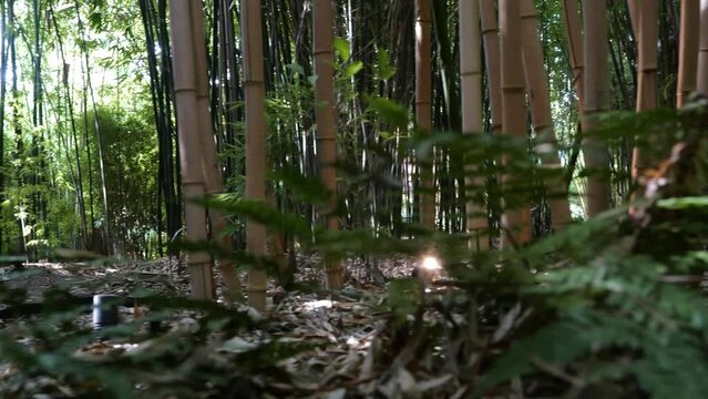 bamboos in a bamboo forest