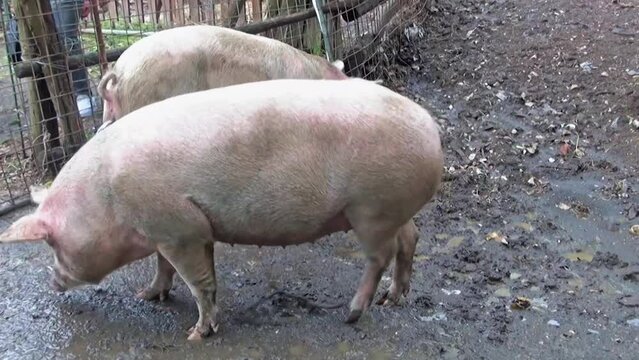 Large White breed pigs in the pigsty.