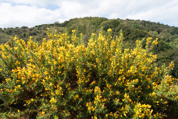 Obraz premium Common gorse (ulex europaeus) flowers in bloom