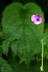 Annapurnas geranium wallichianum 