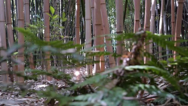 bamboos in a bamboo forest