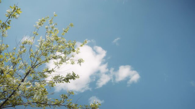 Bird cherry tree in springtime against blue sky background. Slow motion. 