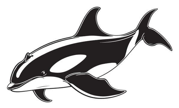 Orca Killer Whale sketch, vintage vector illustration. Sea animal hand drawn line art. Circus whale engraved drawing set. Ocean life black etched design for realistic retro tattoo, poster, banner