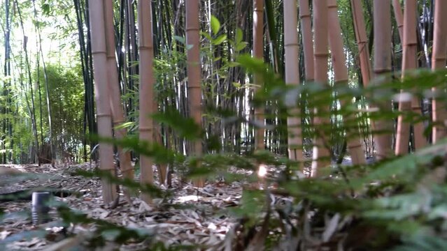 bamboos in a bamboo forest