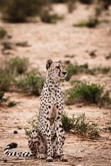cheetah sitting on the kalahari