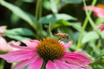 bee on pink flower