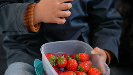 Child snacking berries while holding plastic tapperwear on the go. Little boy hand picking...