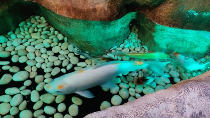 koy fish in aquarium and artificial lake