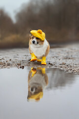 cute corgi dog in yellow beret and rubber boots walks among puddles on autumn roads