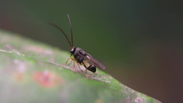 Black soldier fly (Hermetia illucens) resting on surface, known for decomposing organic waste and supporting sustainable recycling in tropical environments.