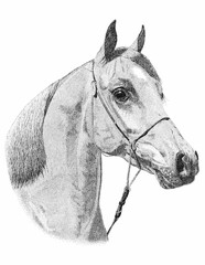 Arabian Stallion Pen & Ink Portrait on White Background