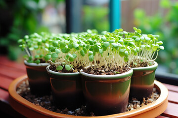 Planting plants, vegetable seedlings, in a container, preparing for planting in the ground and the summer season