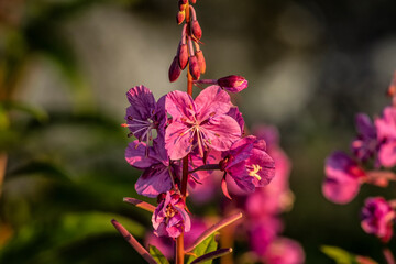 Fireweed blooming; Lake Clark NP; Alaska