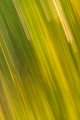Green leaves abstract; Lake Clark NP; Alaska