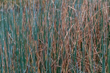 Close up of tall reed grass in meadow, background textured with copy space