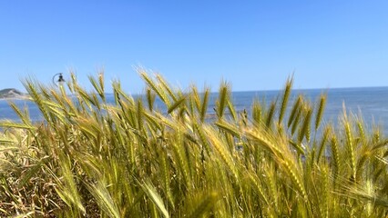 Obraz premium grass against sky